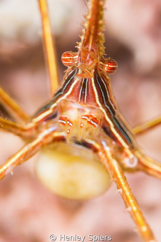 Golden Ball 
Yellowline Arrow Crab with eggs by Henley Spiers 