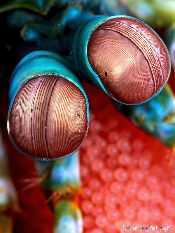 Mantis shrimp with eggs by Iyad Suleyman 