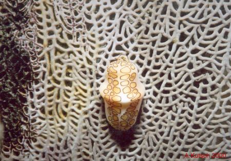 taken during a dive in the domenican republic, caribbean ... by Andy Kutsch 