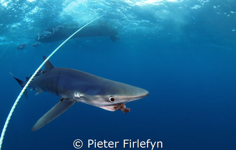 Blue shark / close encounter (8mm lens) by Pieter Firlefyn 