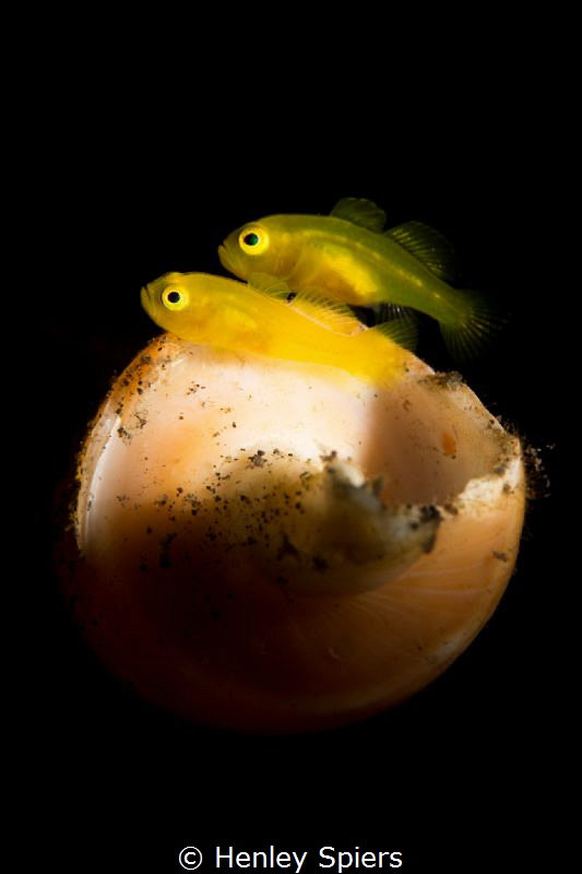 Pregnant Pygmy Yellow Goby & Partner by Henley Spiers 