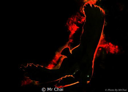 Pinnatus Batfish ( Platax Pinnatus) at (TARP)
Camera can... by Mr Chai 