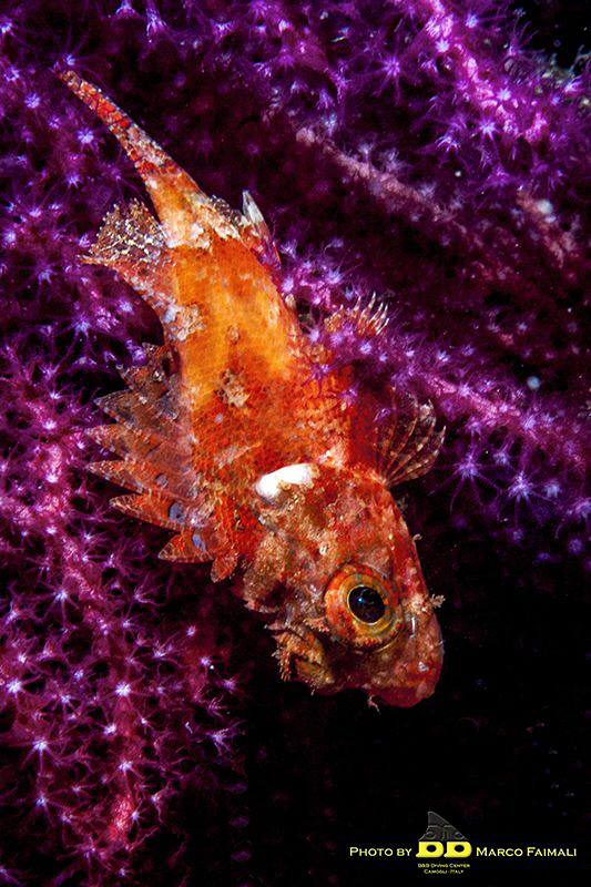 Young mediterranean scorpionfish (Scorpaena scrofa) on th... by Marco Faimali (ismar-Cnr) 