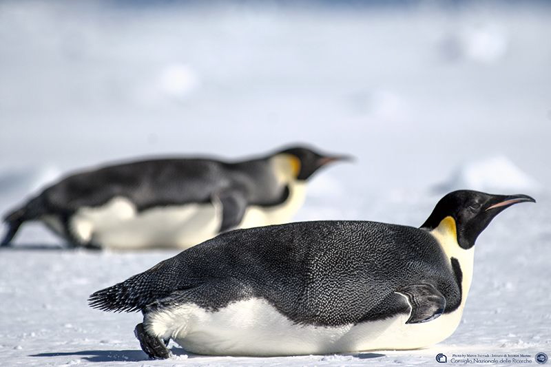 
Ready to race? (Emperor penguins on the sea ice) by Marco Faimali (ismar-Cnr) 