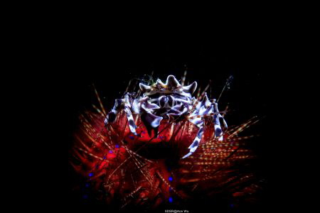 Upon
Location :Lembeh Indonesias
Canon 5dsr
Canon EF 1... by Yung Sen Wu 