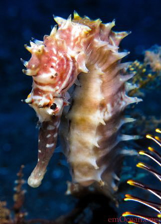 Thorny Seahorse by Mario Esposito 