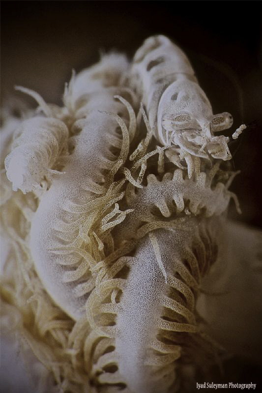 Xenia shrimp by Iyad Suleyman 