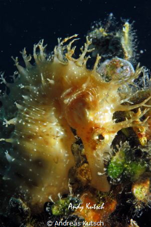 Seahorse Close in croatia near the island of gangaroo by Andreas Kutsch 