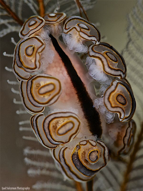Pregnant Doto sp. ( Different vision) by Iyad Suleyman 