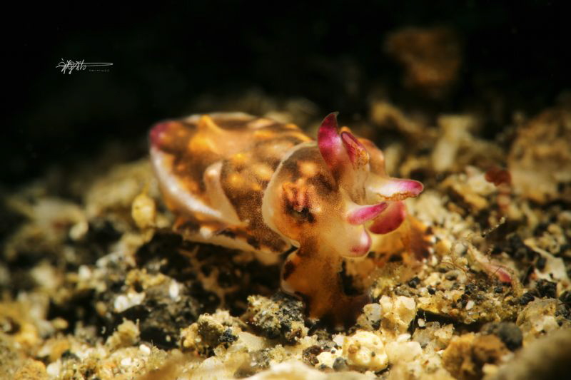 Flame Octopus by Ming Wen 