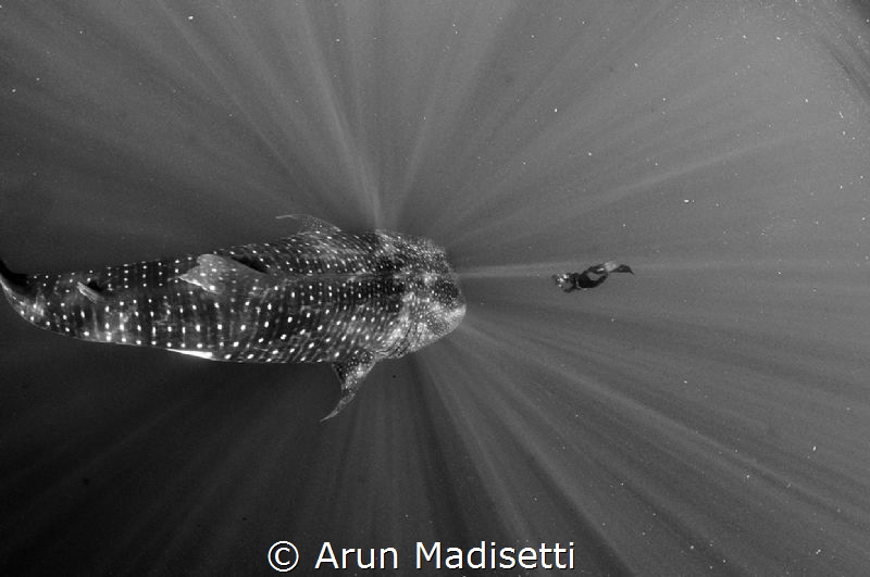Franco Banfi gets up close to a 12m Whale shark by Arun Madisetti 