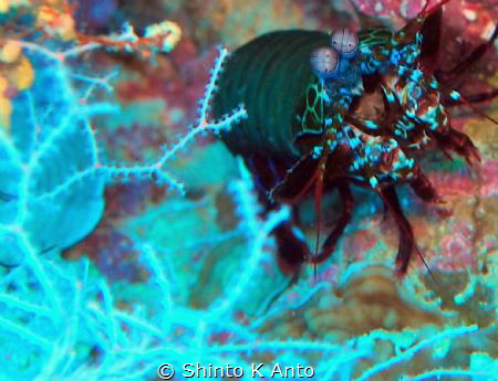 Encountered a curious shrimp during the dives in Maldives. by Shinto K Anto 