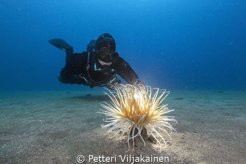 Anemone with diver by Petteri Viljakainen 