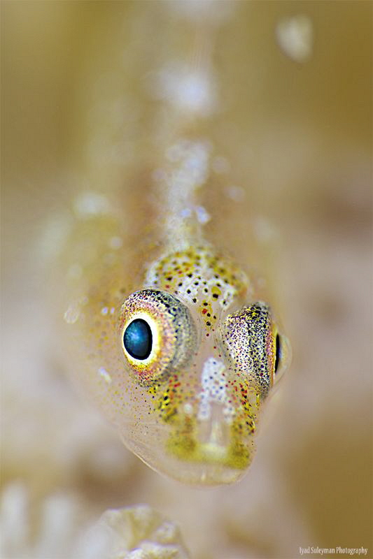 Goby by Iyad Suleyman 