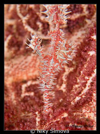 Solenostomus paradoxus by Niky Šímová 