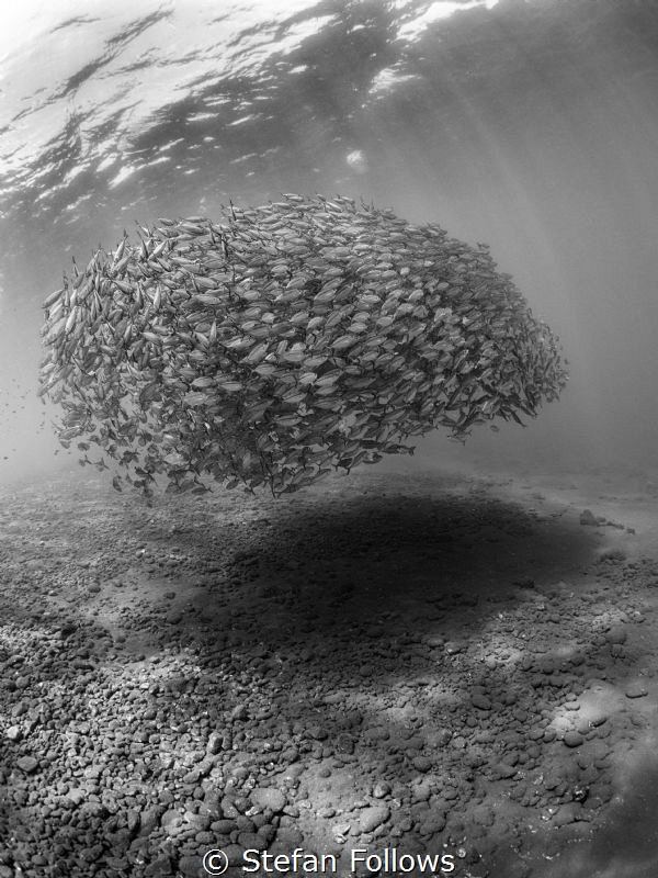 Dark Matter

Oxeye Scad - Selar boops

Tulamben Wall,... by Stefan Follows 