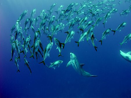 Dolphins selscting some free range jacks for supper! by Martin Spragg 