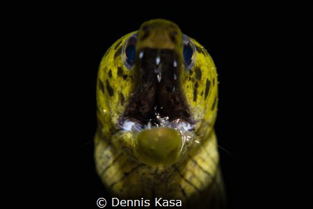 little Dentist by Dennis Kasa 