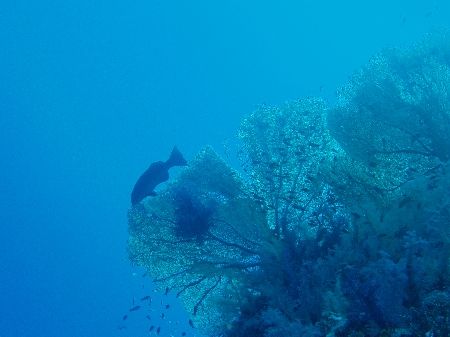 Fan coral and grouper taken at Sharks Observatory, Ras Mo... by Nikki Van Veelen 
