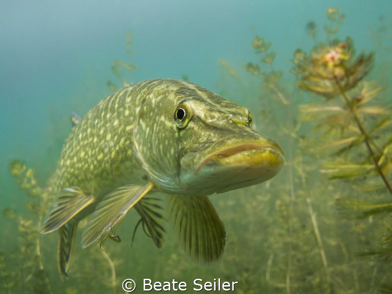Northern Pike by Beate Seiler 