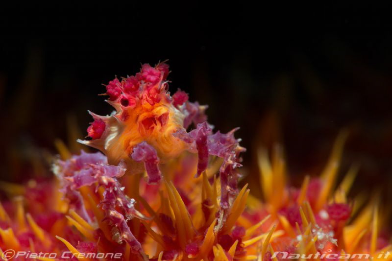 Small candy crab by Pietro Cremone 