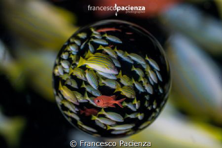 Red by Francesco Pacienza 