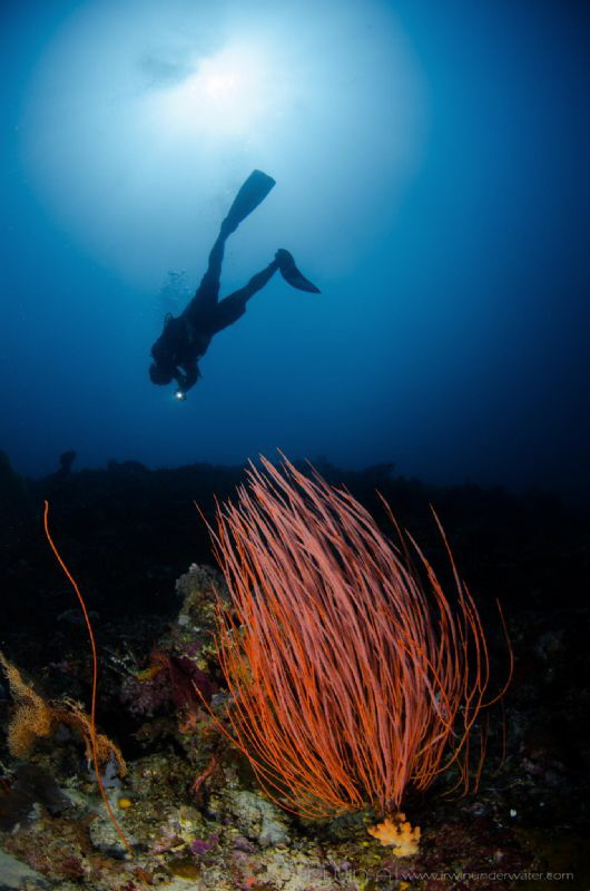 I N V E R T E D 
Taket Malang/Malang Reef
Lombok (Gili)... by Irwin Ang 