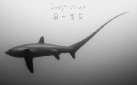 Alopias pelagicus,  Malapascua,  Philippines
©2015 by Joseph Crowe 