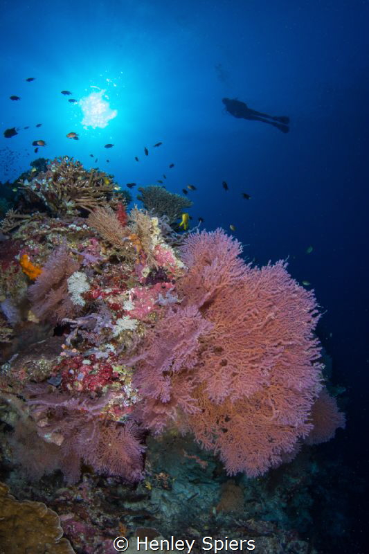 Reef Magic in Tubbataha by Henley Spiers 