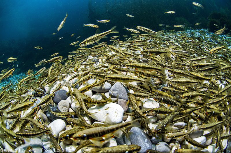Phoxinus phoxinus spawning season by Mathieu Foulquié 