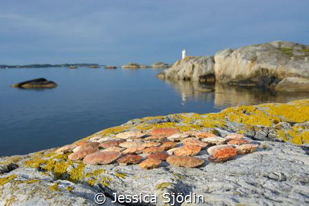 I woke up early in the tent on this island and collected ... by Jessica Sjödin 