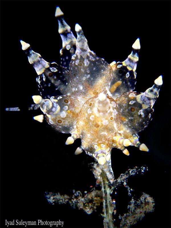 Nudibranch by Iyad Suleyman 