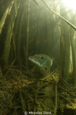 Pike, South Moravia by Miroslav Ďorď 