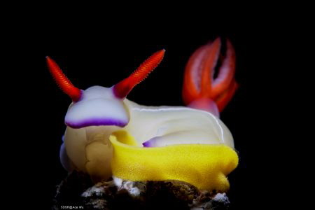 Guard
Location :Lembeh Indonesias
Canon 5dsr
Canon EF ... by Yung Sen Wu 