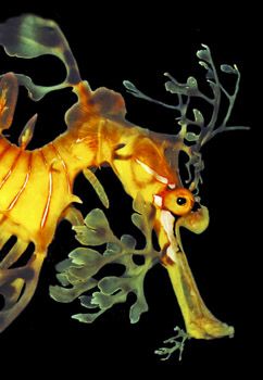 Leafy Sea Dragon (Fetzendrachenfisch) , Australia - South... by Ralf Levc 
