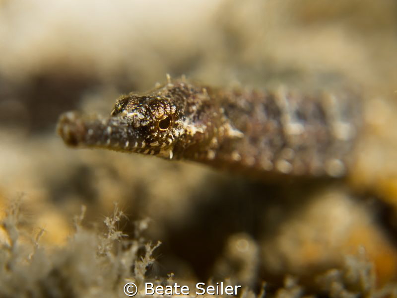 Pipefish under the Bridge by Beate Seiler 