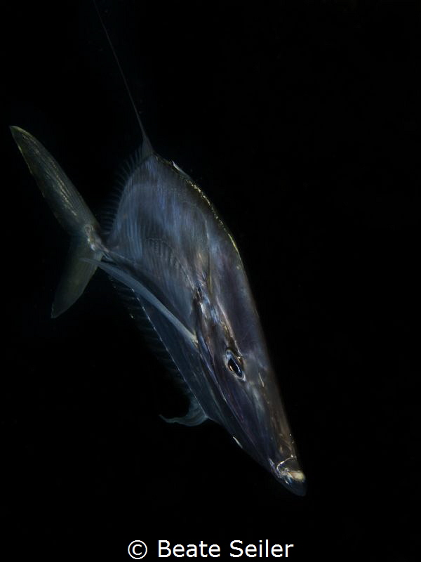Lookdown by Beate Seiler 