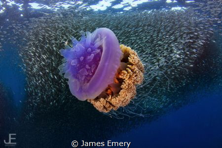 Jellyfish and Sardines
 by James Emery 