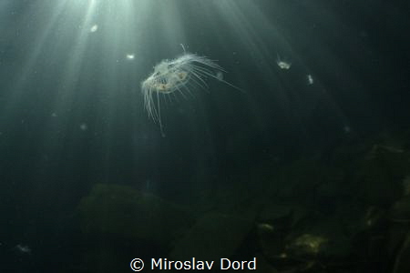 Freshwater jellyfish; Výkleky lake by Miroslav Ďorď 