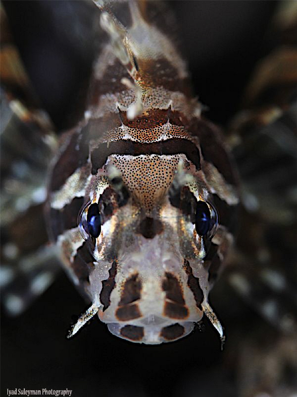 Baby Lion fish by Iyad Suleyman 