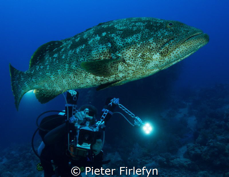Grouper by Pieter Firlefyn 