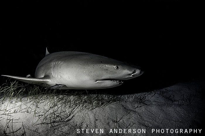 Dusk doesnt slow the action down at Tiger Beach - Bahamas... by Steven Anderson 
