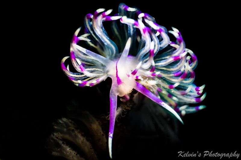 Flabellina by Kelvin H.y. Tan 
