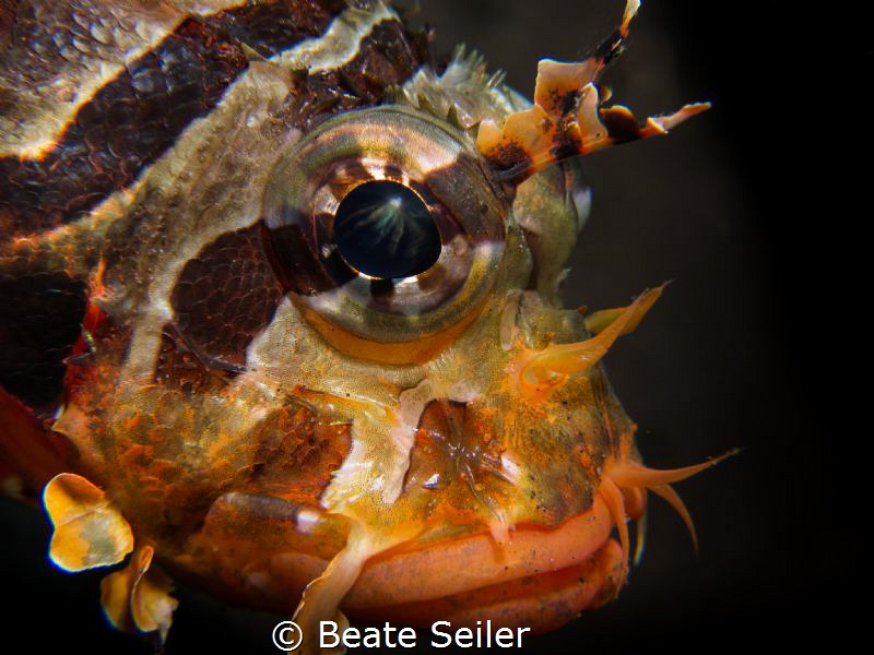 Juvenile scorpion fish by Beate Seiler 