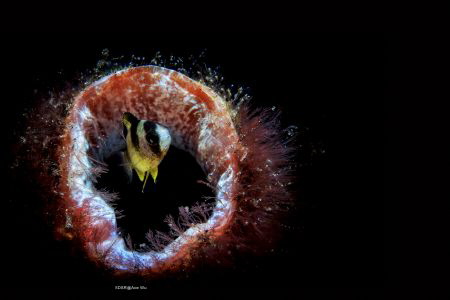 Looking Location :Lembeh Indonesias
Canon 5dsr
Canon EF... by Yung Sen Wu 