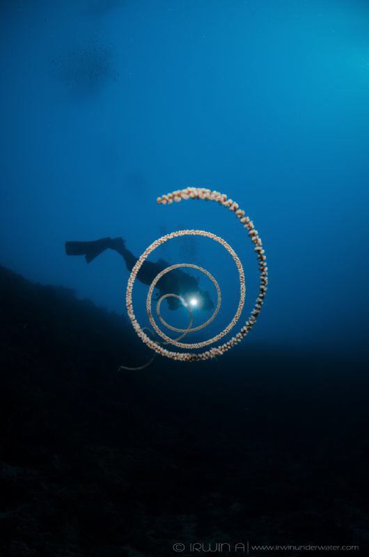 T W I S T
Taket Malang/Malang Reef
Lombok (Gili), Indon... by Irwin Ang 