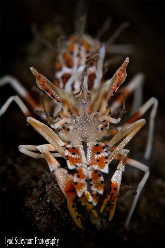 Shrimp by Iyad Suleyman 