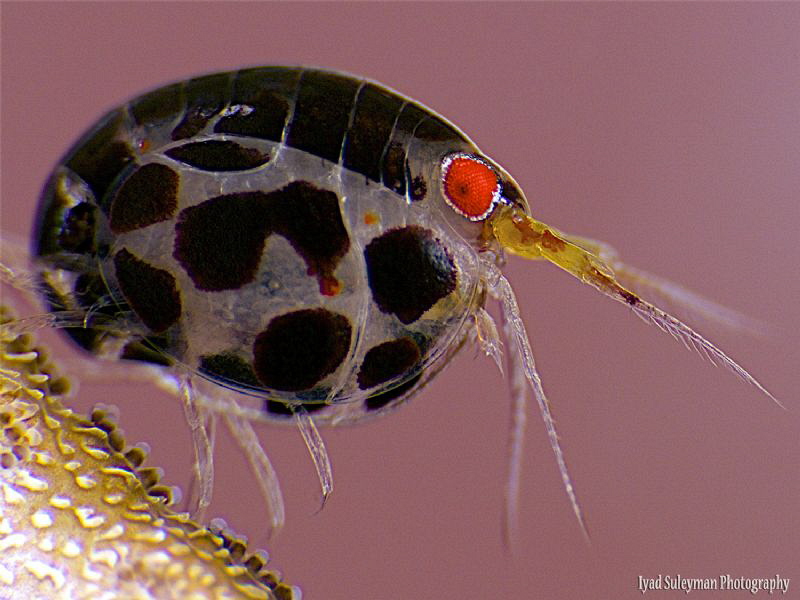 Ladybug
Taken with 100mm macro lens and Moby 3.8 by Iyad Suleyman 
