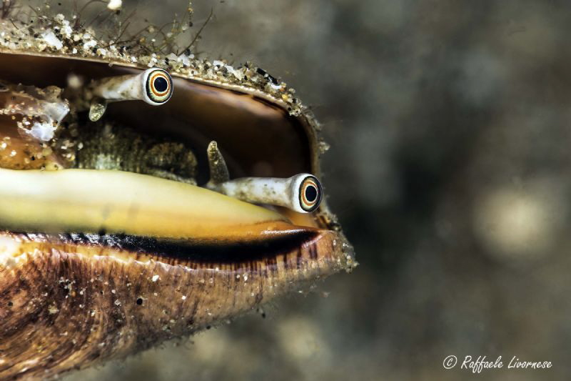 shell eyes by Raffaele Livornese 
