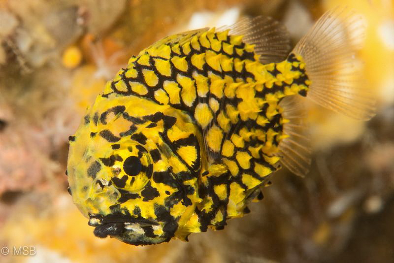 Pineapple fish. by Mehmet Salih Bilal 